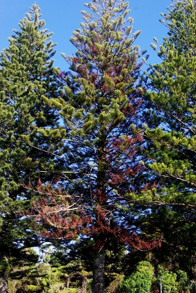 While a number of branches have died back the tree appears to have stabilised although its future is not yet assured.